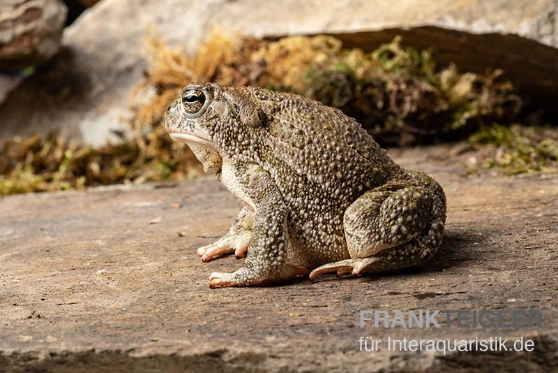 Präriekröte, Bufo Cognatus – Bild 2