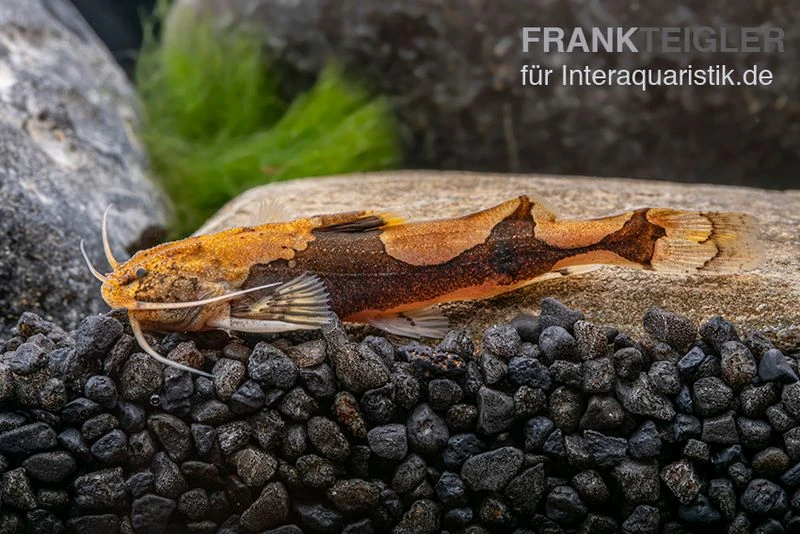 Rautenflecken-Zwergwels, Akysis Portellus – Bild 2