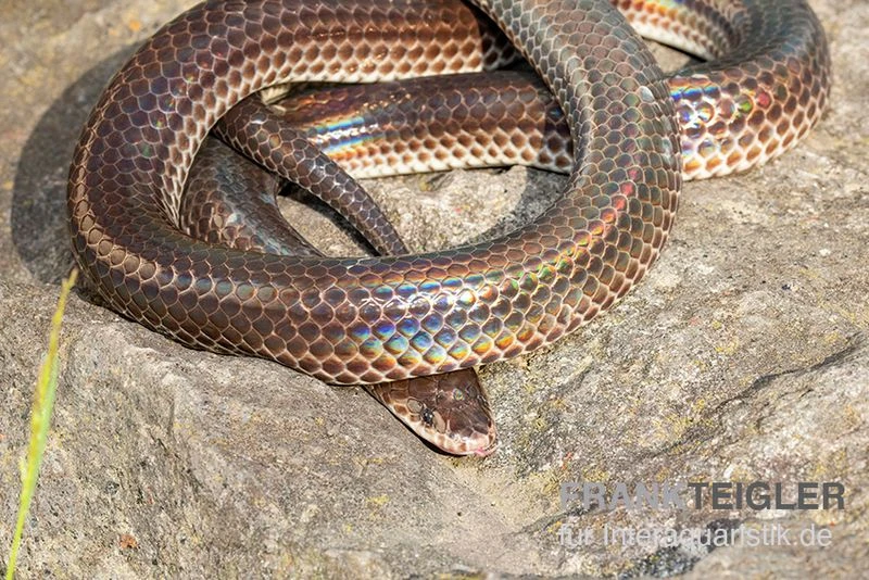 Regenbogenschlange, Xenopeltis Unicolor