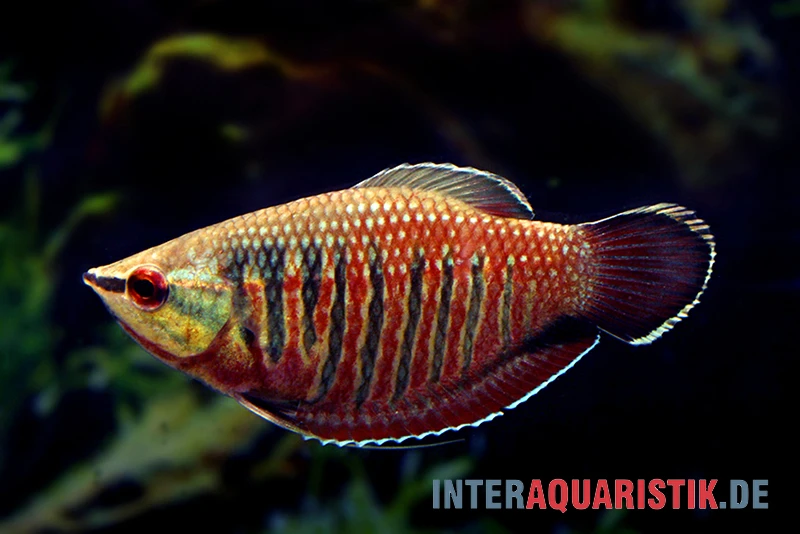 Roter Schokoladengurami, Sphaerichthys Vaillanti
