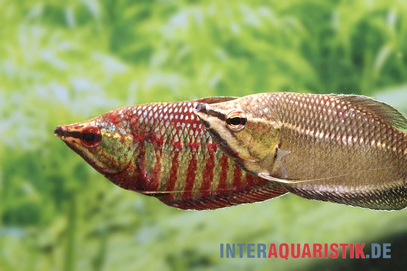 Roter Schokoladengurami, Sphaerichthys Vaillanti – Bild 2