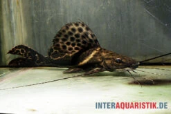 Sailfin Pim, Leiarius Pictus