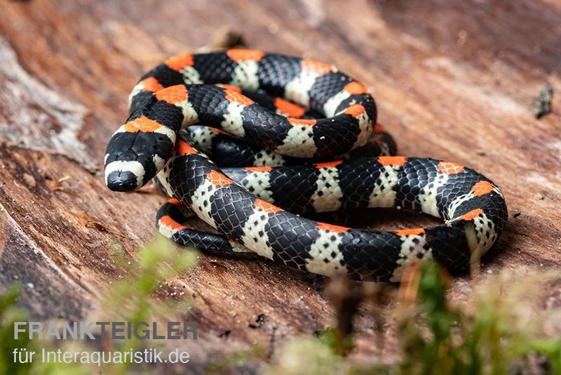 Schwarzgebänderte Wühltrugnatter, Scolecophis Atrocinctus – Bild 2