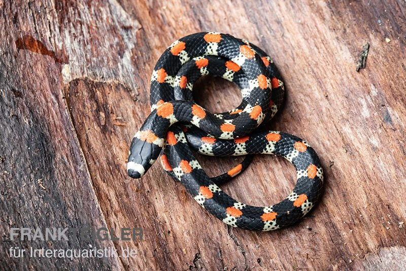 Schwarzgebänderte Wühltrugnatter, Scolecophis Atrocinctus – Bild 3