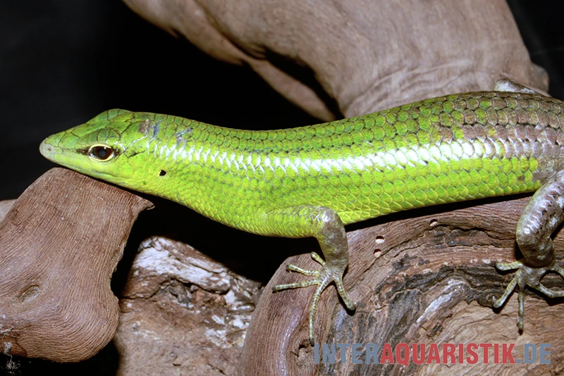 Smaragdgrüner Glanzskink, Lamprolepis Smaragdina – Bild 2