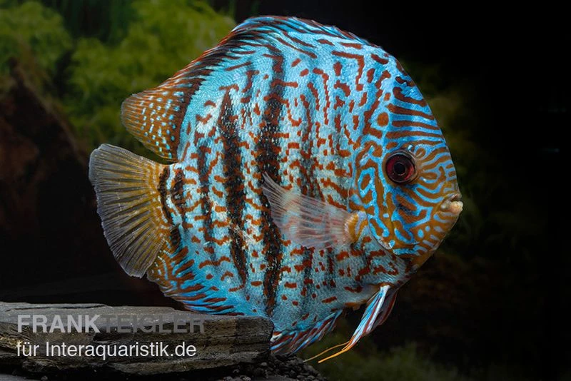 Diskusfisch ASIA-NZ, Symphysodon Discus Red Spotted Green – Bild 2