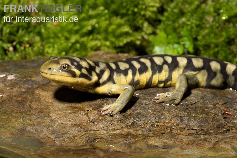 Tigersalamander, Ambystoma Tigrinum Tigrinum – Bild 2