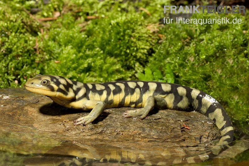 Tigersalamander, Ambystoma Tigrinum Tigrinum – Bild 3