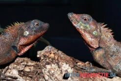 Waldgarteneidechse, Calotes Emma