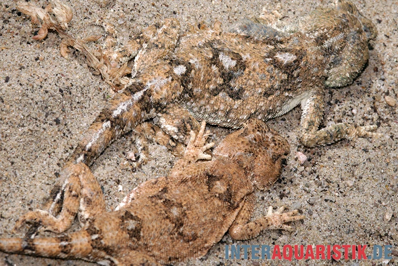 Wüstenagame, Agama Mutabilis – Bild 2