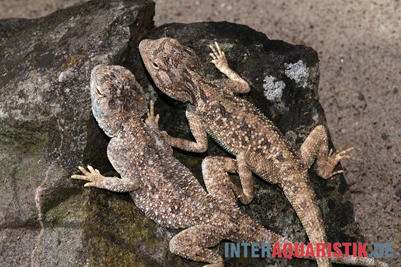 Wüstenagame, Agama Mutabilis – Bild 4