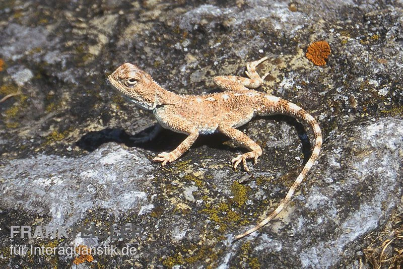 Wüstenagame, Agama Mutabilis – Bild 5