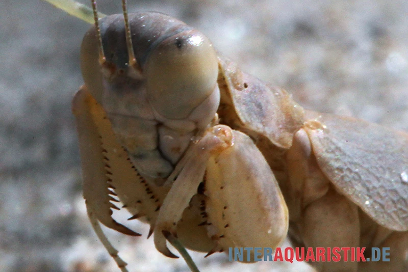 Wüstenmantis, Eremiaphila Nilotica – Bild 2
