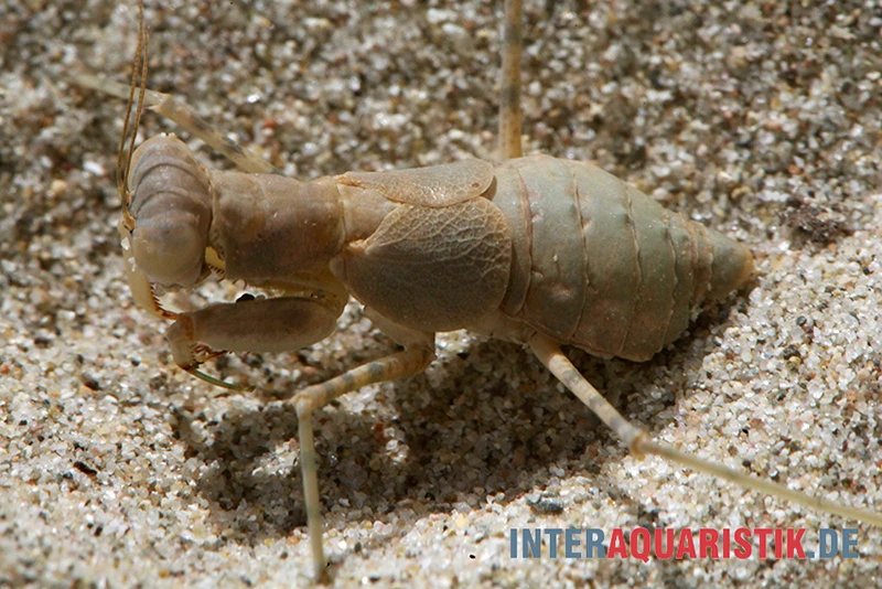 Wüstenmantis, Eremiaphila Nilotica – Bild 3