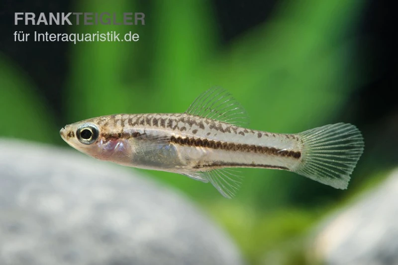 Zwergschwertträger, Xiphophorus Pygmaeus – Bild 2