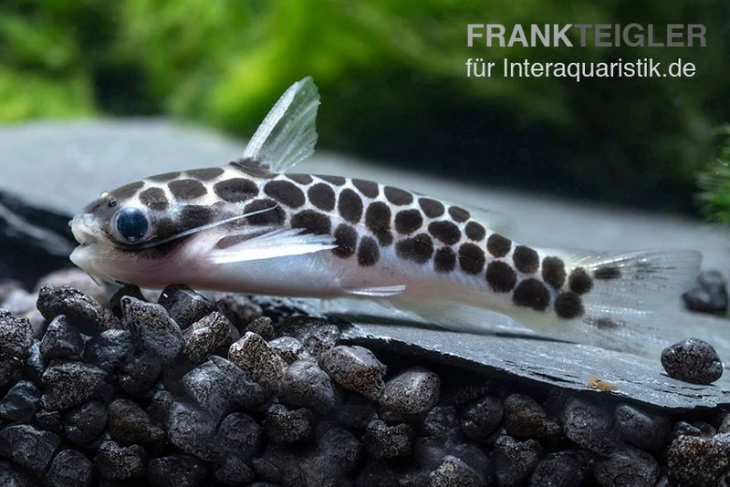 Zwergtrugdornwels, Centromochlus Perugiae – Bild 2